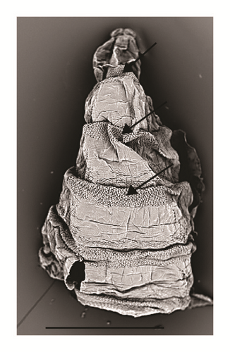 Details are in the caption following the image
