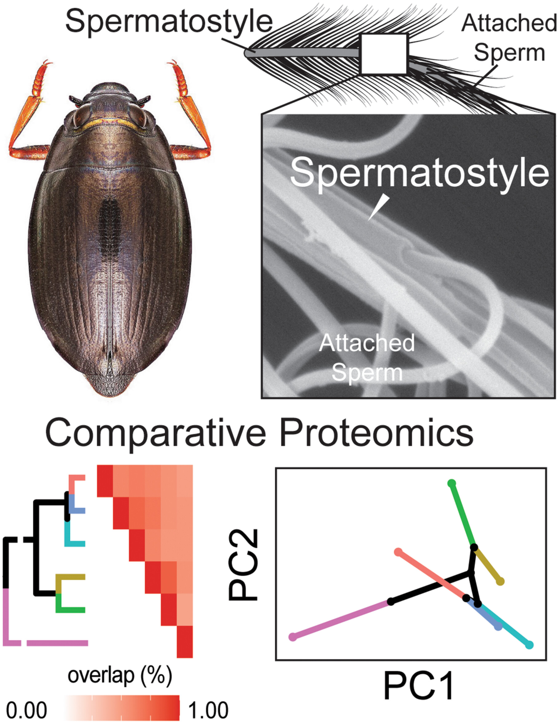 Proteomic diversification of spermatostyles among six species of whirligig beetles