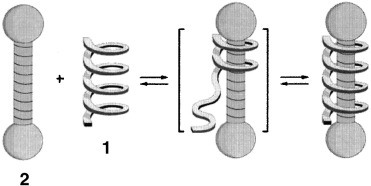Foldamers as Dynamic Receptors: Probing the Mechanism of Molecular Association between Helical Oligomers and Rodlike Ligands
