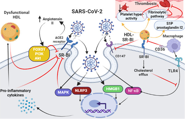 The potential role of scavenger receptor B type I (SR-BI) in SARS-CoV-2 infection
