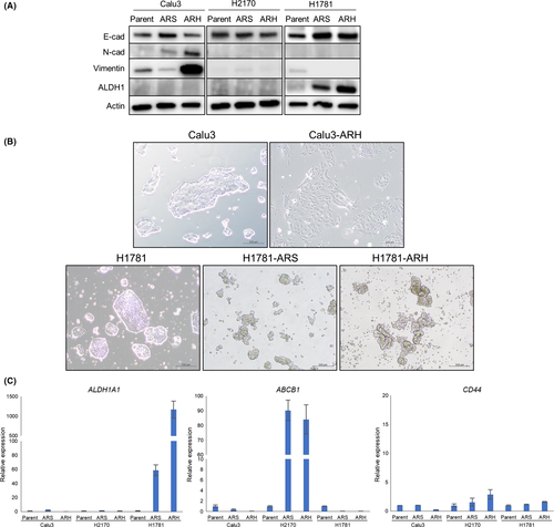 Details are in the caption following the image Details are in the caption following the image