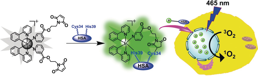 Nucleus-Targeted Organoiridium–Albumin Conjugate for Photodynamic Cancer Therapy