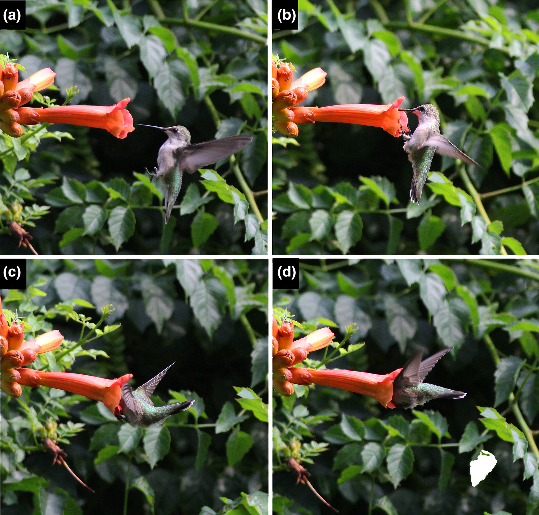 Ornithophily in the trumpet creeper (Campsis radicans)