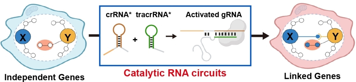 Harnessing Catalytic RNA Circuits for Construction of Artificial Signaling Pathways in Mammalian Cells