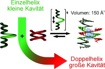 Increasing the Size of an Aromatic Helical Foldamer Cavity by Strand Intercalation