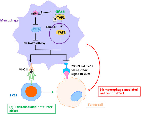 Growth arrest-specific transcript 5 represses endometrial cancer development by promoting antitumor function of tumor-associated macrophages