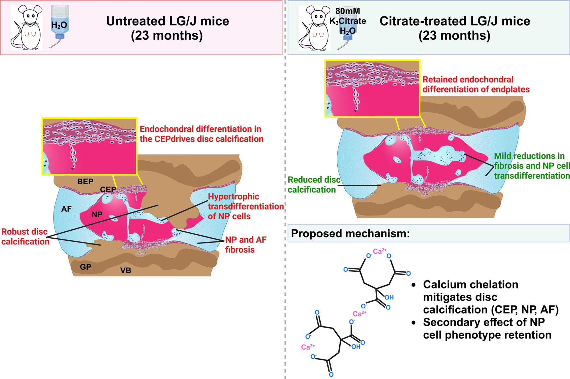 Oral Citrate Supplementation Mitigates Age-Associated Pathologic Intervertebral Disc Calcification in LG/J Mice
