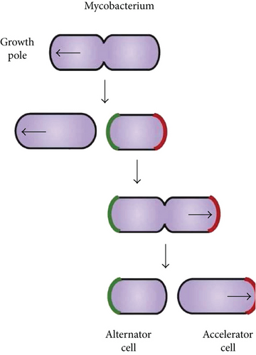 Details are in the caption following the image