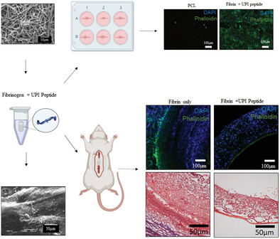 Epsin Mimetic UPI Peptide Delivery Strategies to Improve Endothelization of Vascular Grafts