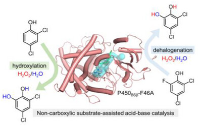 Unexpected Activities of CYP152 Peroxygenases Toward Non-carboxylic Substrates Reveal Novel Substrate Recognition Mechanism and Catalytic Versatility