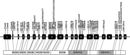 Details are in the caption following the image Details are in the caption following the image