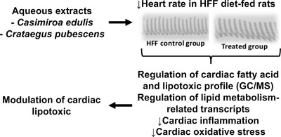 Cardiac Lipid Metabolism Is Modulated by Casimiroa edulis and Crataegus pubescens Aqueous Extracts in High Fat and Fructose (HFF) Diet-Fed Obese Rats