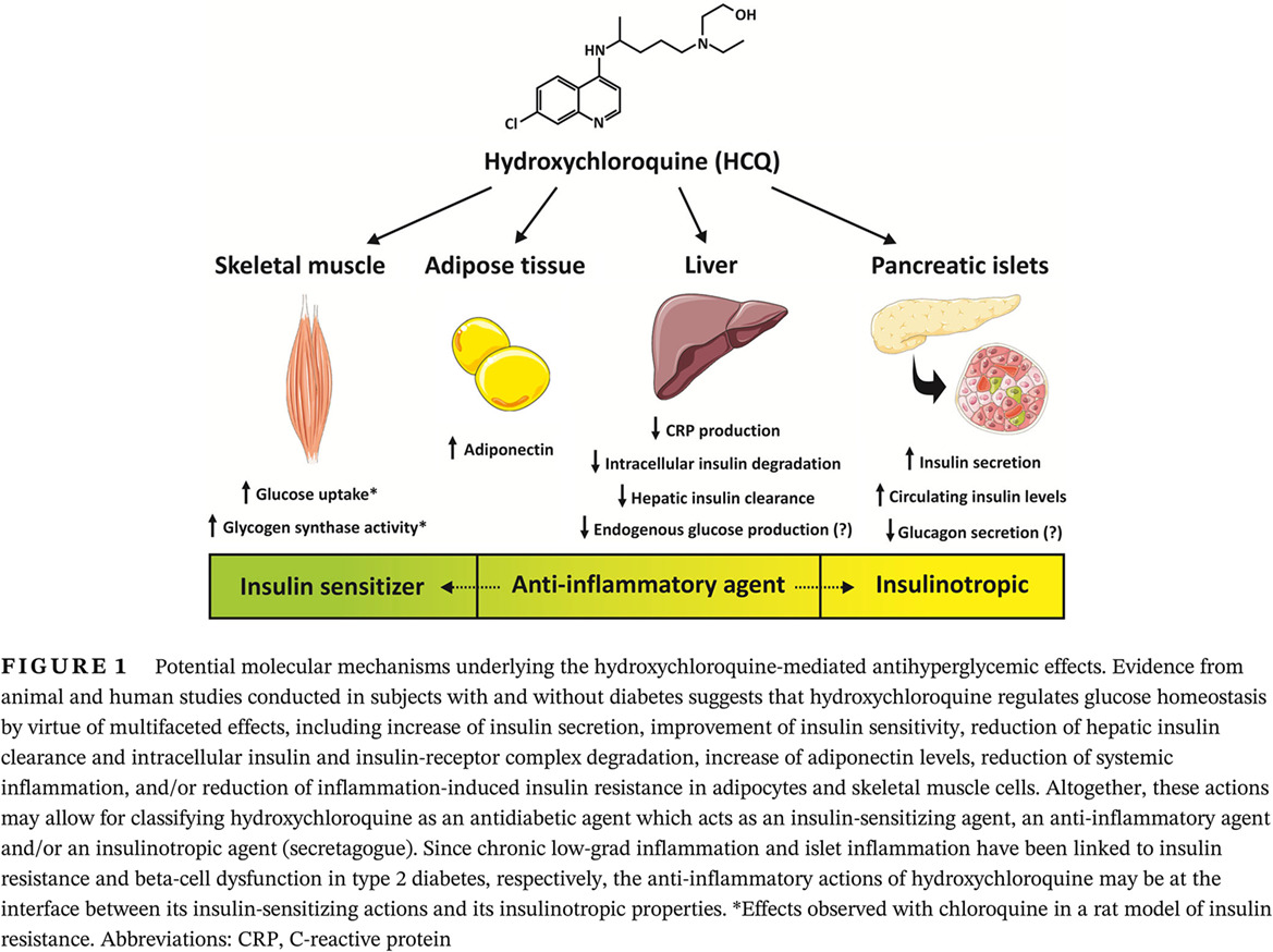 Antihyperglycemic properties of hydroxychloroquine in patients with diabetes: Risks and benefits at the time of COVID-19 pandemic 在新冠肺炎大流行期间, 羟基氯喹对糖尿病患者降糖作用的风险和益处