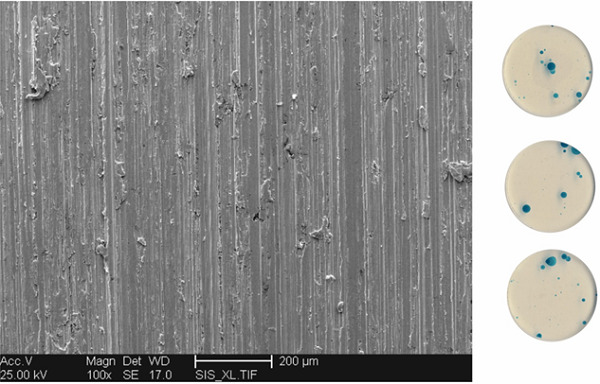 Influence of grinding parameters on the corrosion behavior of austenitic stainless steel