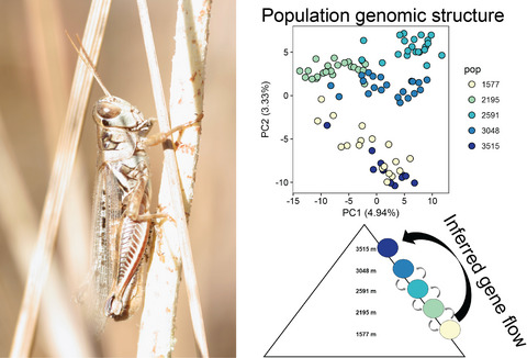 Do different rates of gene flow underlie variation in phenotypic and phenological clines in a montane grasshopper community?