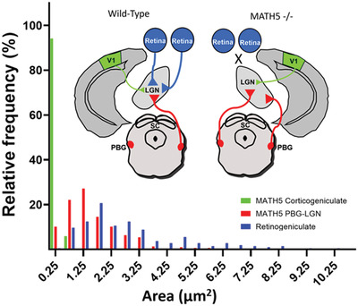 The parabigeminal nucleus is a source of “retinogeniculate replacement terminals” in mice that lack retinofugal input