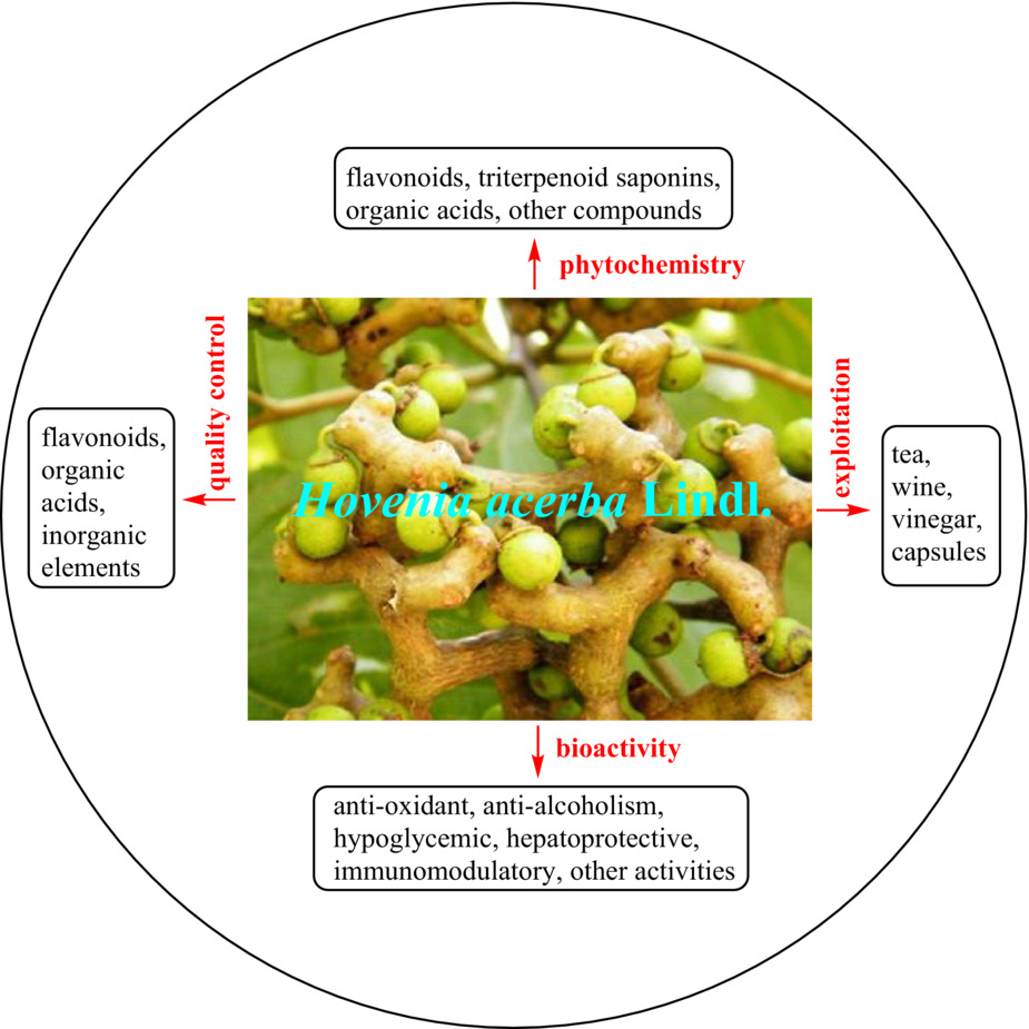 Hovenia acerba Lindl.: An insight into botany, phytochemistry, bioactivity, quality control, and exploitation