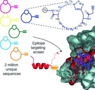 A General Synthetic Approach for Designing Epitope Targeted Macrocyclic Peptide Ligands