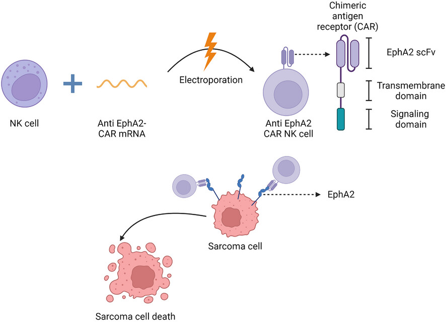 Enhancement of anti-sarcoma immunity by NK cells engineered with mRNA for expression of a EphA2-targeted CAR