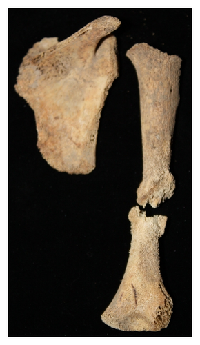 Details are in the caption following the image