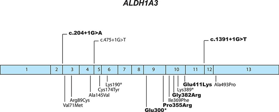 Mutations in ALDH1A3 Represent a Frequent Cause of Microphthalmia/Anophthalmia in Consanguineous Families