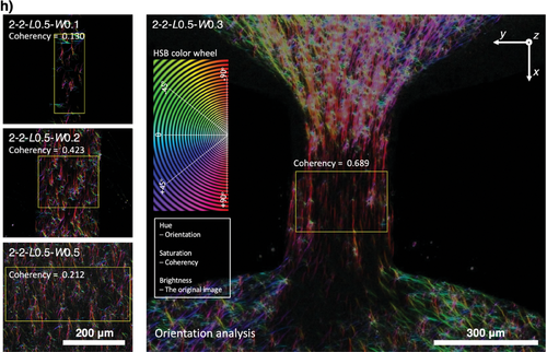 Details are in the caption following the image Details are in the caption following the image