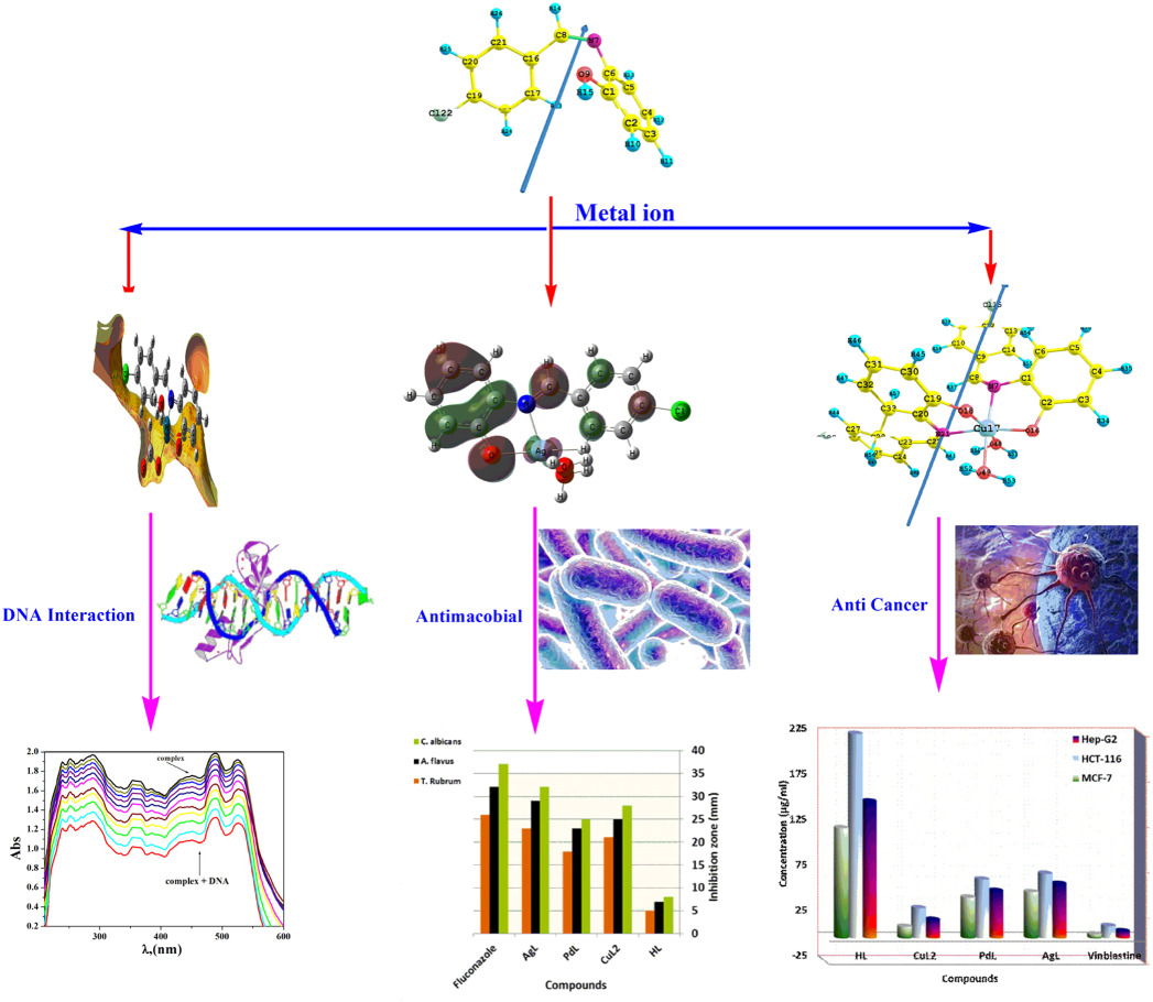 Synthesis, theoretical investigations, biocidal screening, DNA binding, in vitro cytotoxicity and molecular docking of novel Cu (II), Pd (II) and Ag (I) complexes of chlorobenzylidene Schiff base: Promising antibiotic and anticancer agents