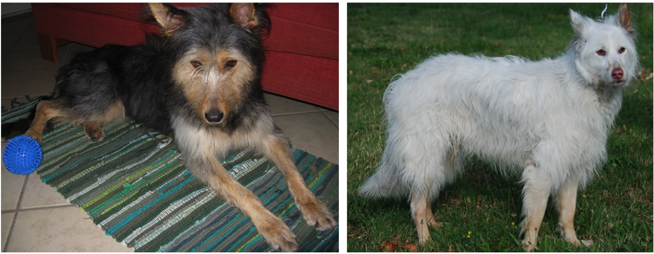 Generalized vitiligo in a dog with primary hypoadrenocorticism