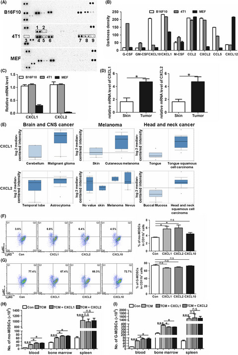 Chemokine (C-X-C motif) ligand 1 and CXCL2 produced by tumor promote the generation of monocytic myeloid-derived suppressor cells