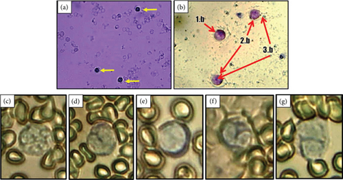 Details are in the caption following the image Details are in the caption following the image