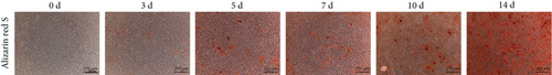 Details are in the caption following the image Details are in the caption following the image