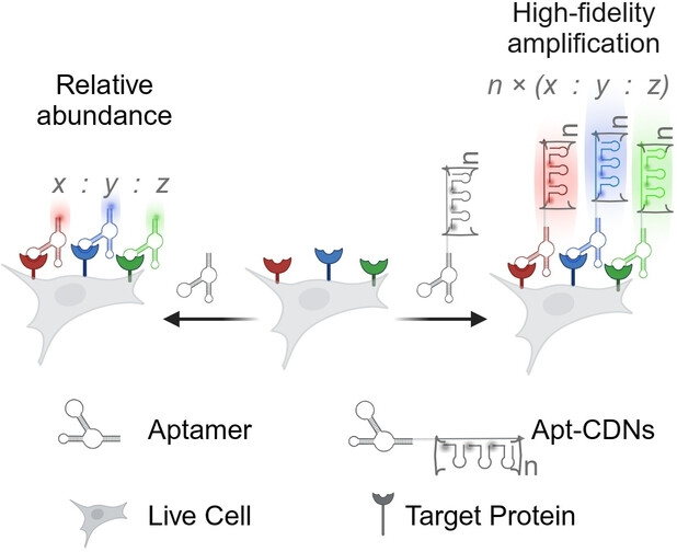 Multiplexed and Quantitative Imaging of Live-Cell Membrane Proteins by a Precise and Controllable DNA-Encoded Amplification Reaction