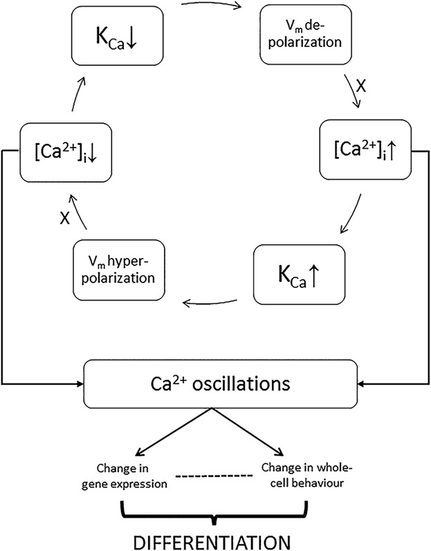Mesenchymal stem cell differentiation: Control by calcium-activated potassium channels