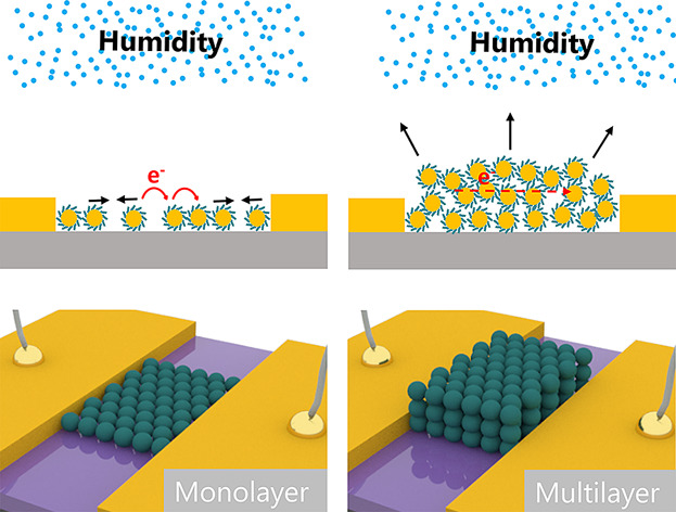 Electronic Responses to Humidity in Monolayer and Multilayer AuNP Stripes Fabricated by Convective Self-Assembly