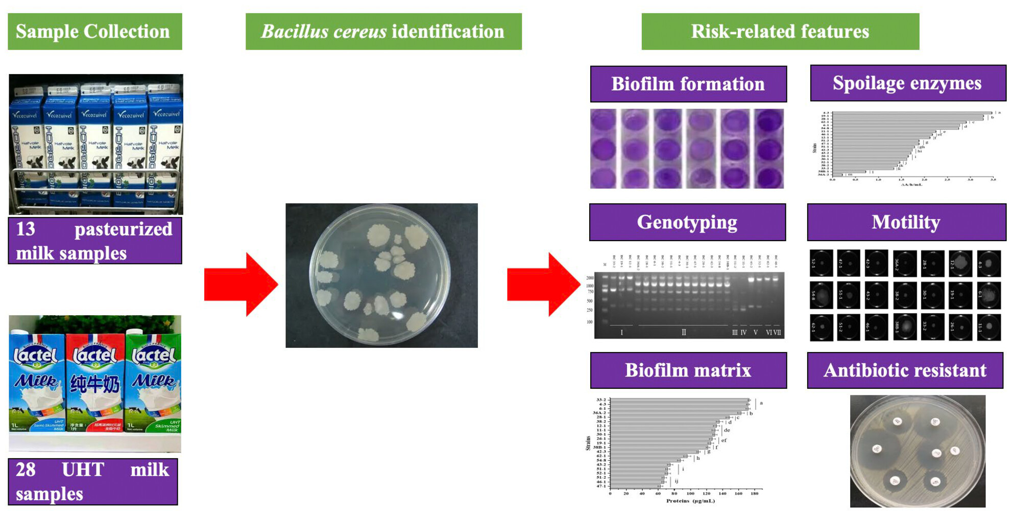 Occurrence and risk-related features of Bacillus cereus in fluid milk