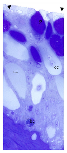Details are in the caption following the image
