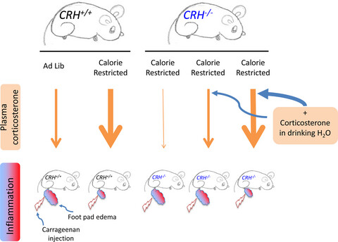 Hyperadrenocorticism of calorie restriction contributes to its anti-inflammatory action in mice