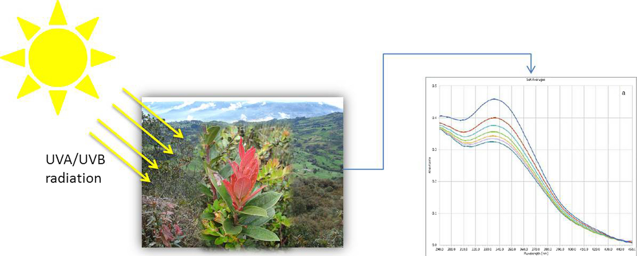 Novel In Vitro Antioxidant and Photoprotection Capacity of Plants from High Altitude Ecosystems of Colombia