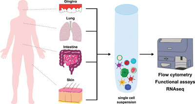 Guidelines for preparation and flow cytometry analysis of human nonlymphoid tissue DC
