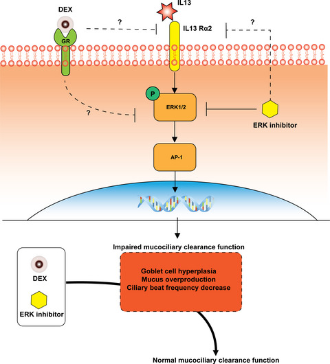 Role of IL-13Rα2 in modulating IL-13-induced MUC5AC and ciliary changes in healthy and CRSwNP mucosa