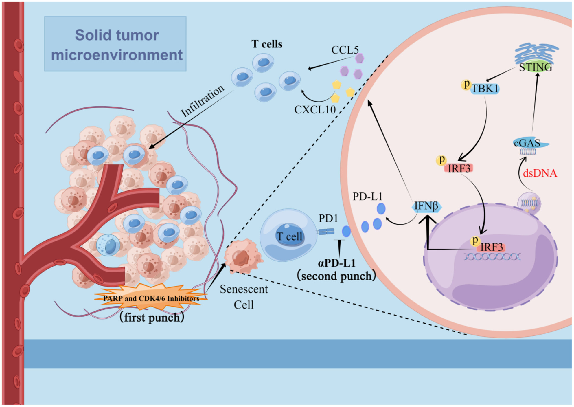 Combination of PARP inhibitor and CDK4/6 inhibitor modulates cGAS/STING-dependent therapy-induced senescence and provides “one-two punch” opportunity with anti-PD-L1 therapy in colorectal cancer
