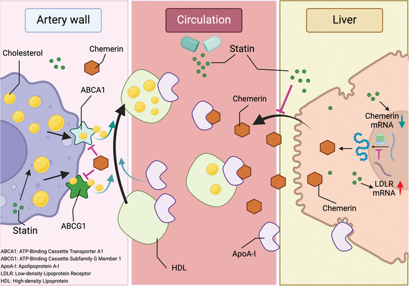 Statins, but not proprotein convertase subtilisin-kexin type 9 inhibitors, lower chemerin in hypercholesterolemia via low-density lipoprotein receptor upregulation