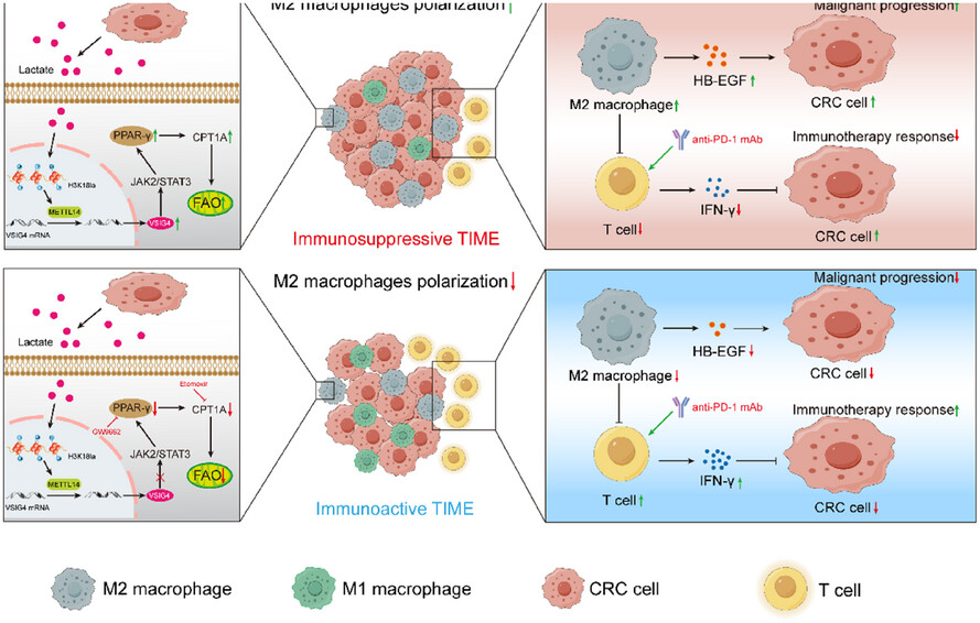 VSIG4 Promotes Tumour-Associated Macrophage M2 Polarization and Immune Escape in Colorectal Cancer via Fatty Acid Oxidation Pathway