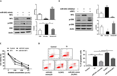 Increased expression of miR-641 contributes to erlotinib resistance in non-small-cell lung cancer cells by targeting NF1
