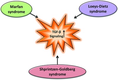 Marfan Syndrome and Related Disorders: 25 Years of Gene Discovery