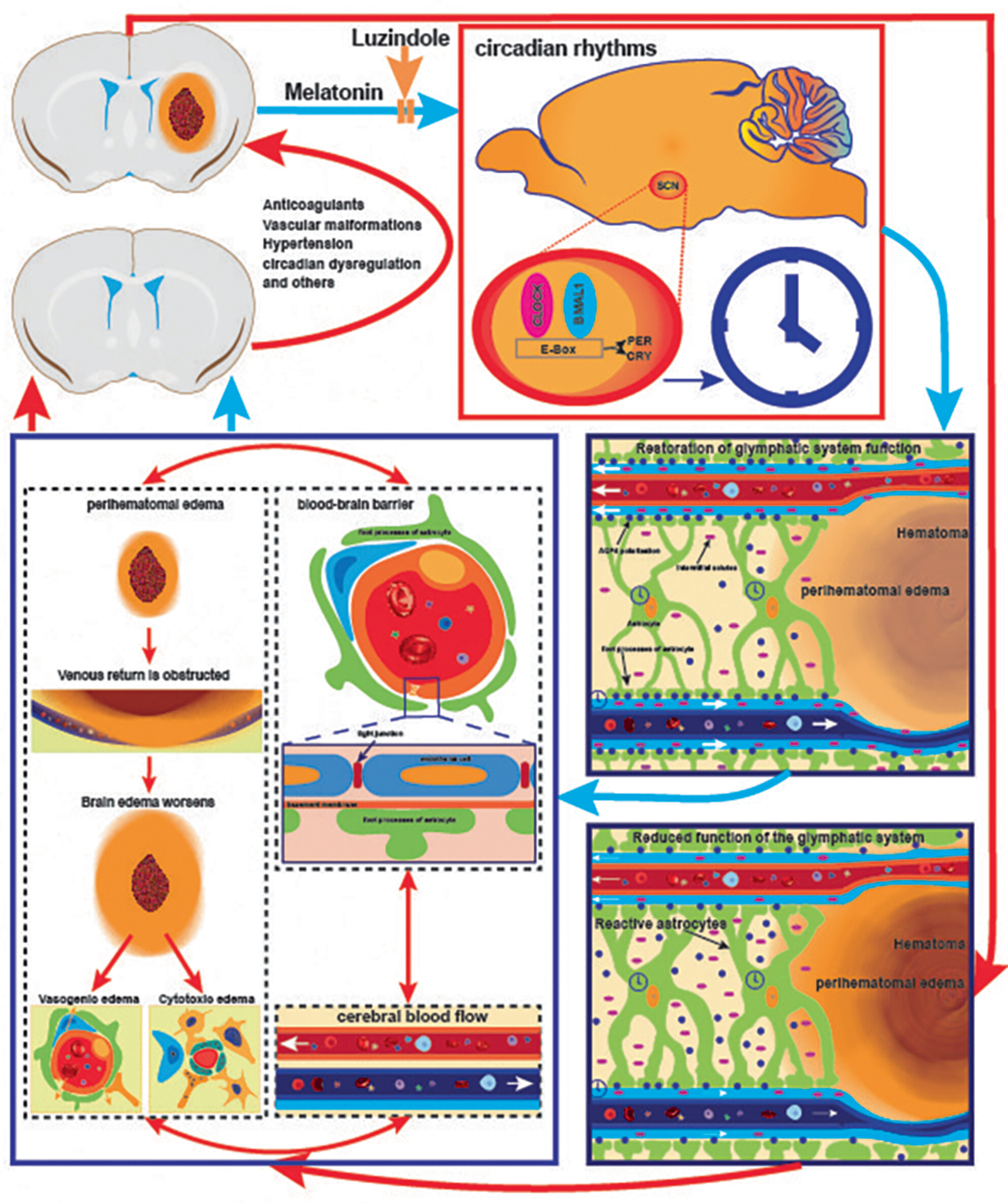 Melatonin Regulates Glymphatic Function to Affect Cognitive Deficits, Behavioral Issues, and Blood–Brain Barrier Damage in Mice After Intracerebral Hemorrhage: Potential Links to Circadian Rhythms