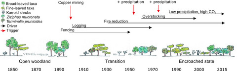 Vegetation state changes in the course of shrub encroachment in an African savanna since about 1850 CE and their potential drivers