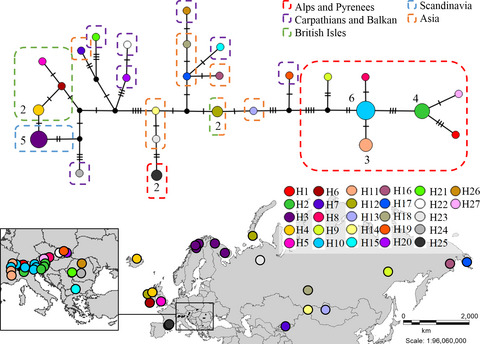 Intercontinental migration pattern and genetic differentiation of arctic-alpine Rhodiola rosea L.: A chloroplast DNA survey