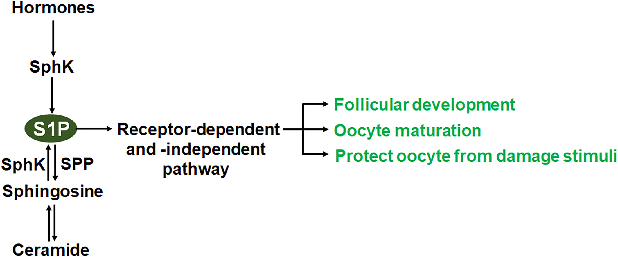 Roles of sphingosine-1-phosphate in follicle development and oocyte maturation