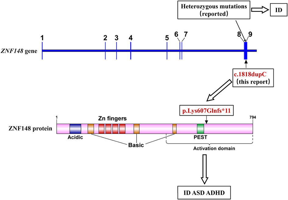 Novel de novo ZNF148 truncating variant causing autism spectrum disorder, attention deficit hyperactivity disorder, and intellectual disability